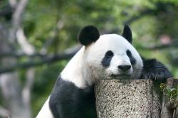 Bridgestone Museum of Art Tokyo | Ueno Zoo, Tokyo | JAPANPHOTOTRIP