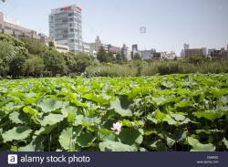 Bunkamura Tokyo | Tokyo Japan Ueno Ueno Park Ueno-koen Shinobazu Pond water lilies ...