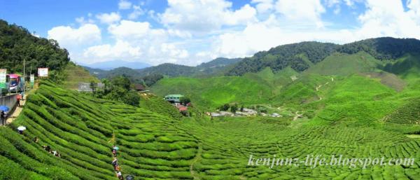 Cameron Bharat Tea Plantation Cameron Highlands