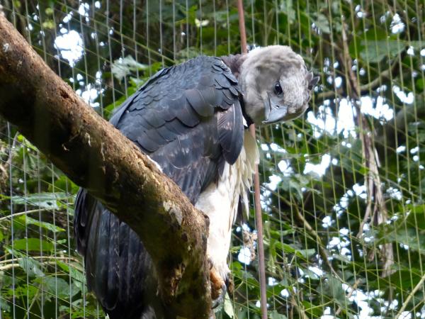 Parque das Aves Foz do Iguaçu