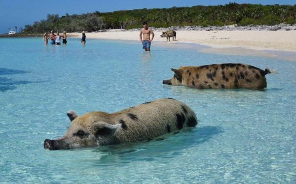 Big Major's Cay The Exumas
