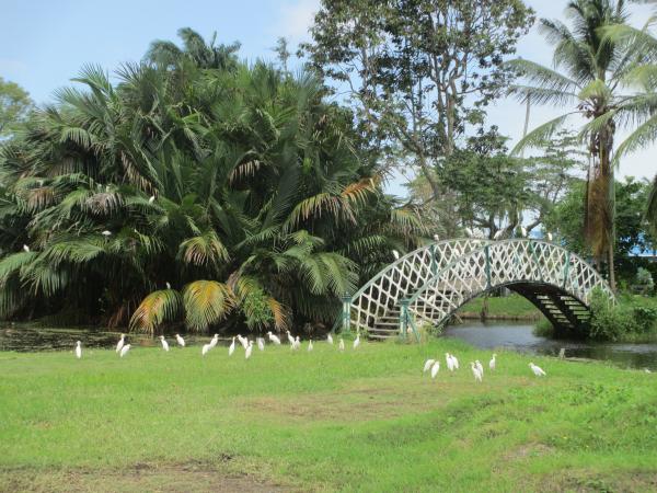 Botanical Gardens Georgetown