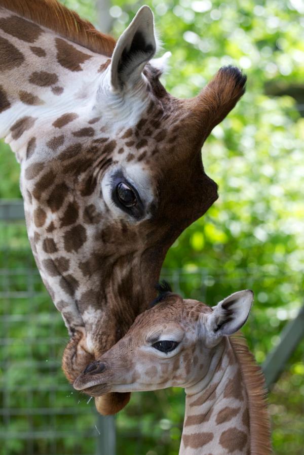 Dublin Zoo Dublin
