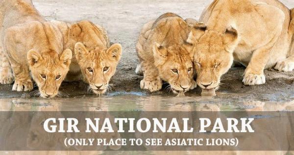 Gir National Park Gir National Park & Wildlife Sanctuary