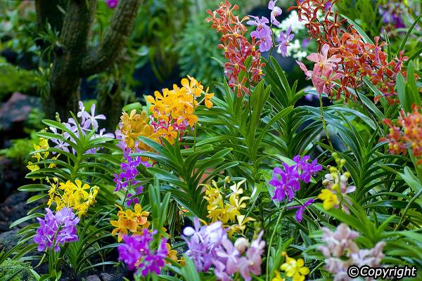 National Orchid Garden Malaysia, Singapore & Brunei
