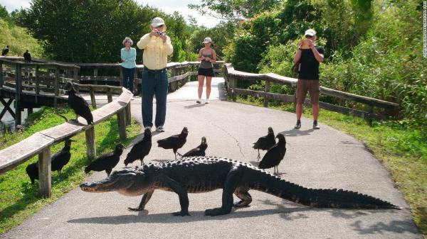 Shark Valley Observation Tower The Everglades