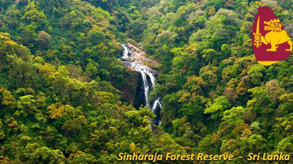 Sinharaja Forest Reserve Sinharaja Forest Reserve