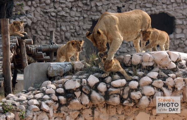 Zoo Lucknow